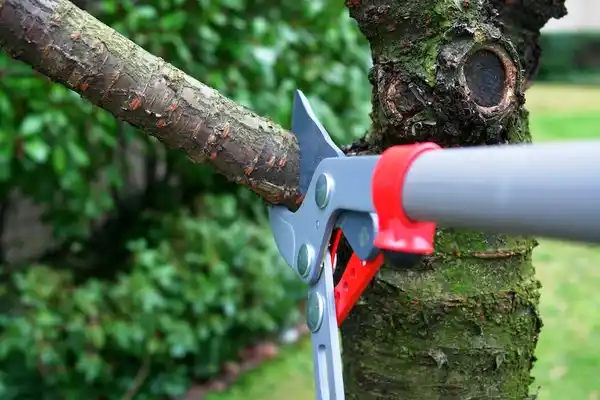 tree services Bird-in-Hand